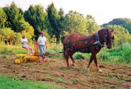 Beasts of Burden: Heritage Breed Work Animals Image